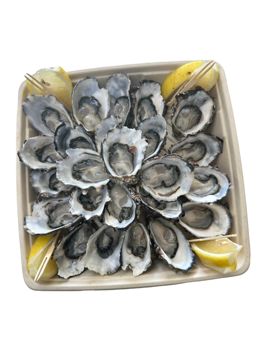 FROZEN Oysters - 4dz Shucked | Plate | 65s