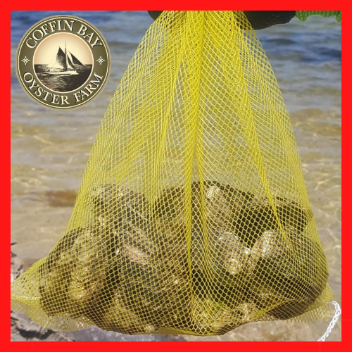 Oysters Fresh - Available Now